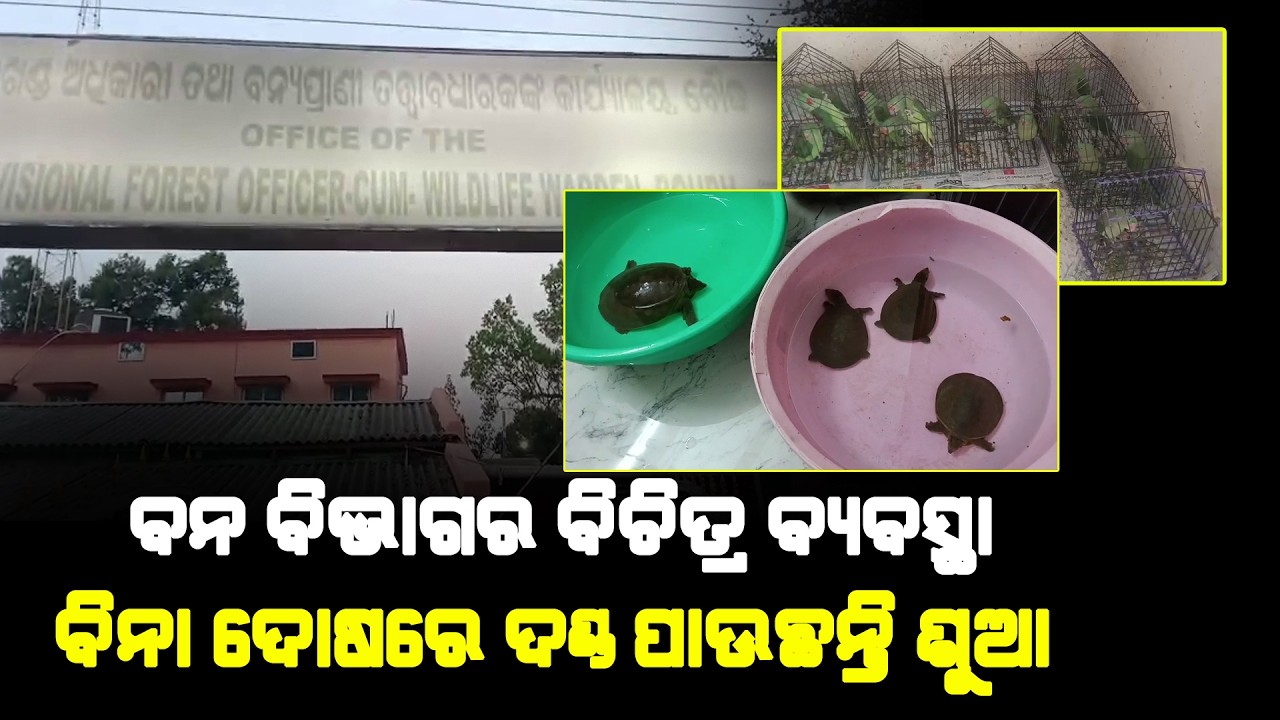 ବନ ବିଭାଗର ବିଚିତ୍ର ବ୍ୟବସ୍ଥା: ବିନା ଦୋଷରେ ଦଣ୍ଡ ପାଉଛନ୍ତି ଶୁଆ