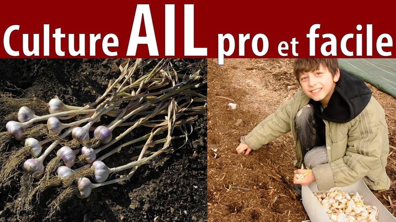 Le Guide Complet de la Culture de l'Ail et Aillet : Variétés et dates de Plantations et Récoltes