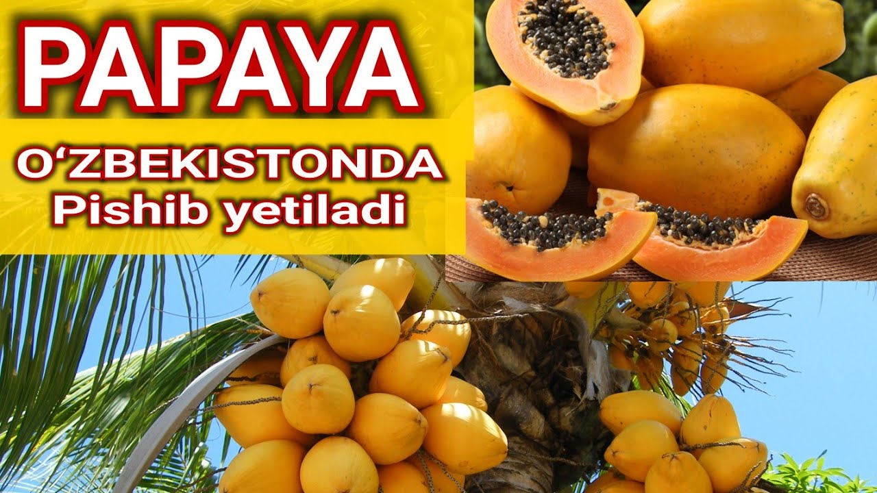 Eng qimmat mevalardan biri PAPAYA yetishtirish va  urugʻidan novdasidan koʻpaytirish yoʻllari.