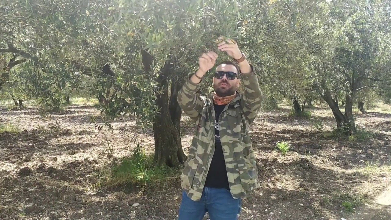 Zeytinde Çiçek Sonrası Bakım, Hastalık Koruma ve Meyve Besleme (1. Kısım)