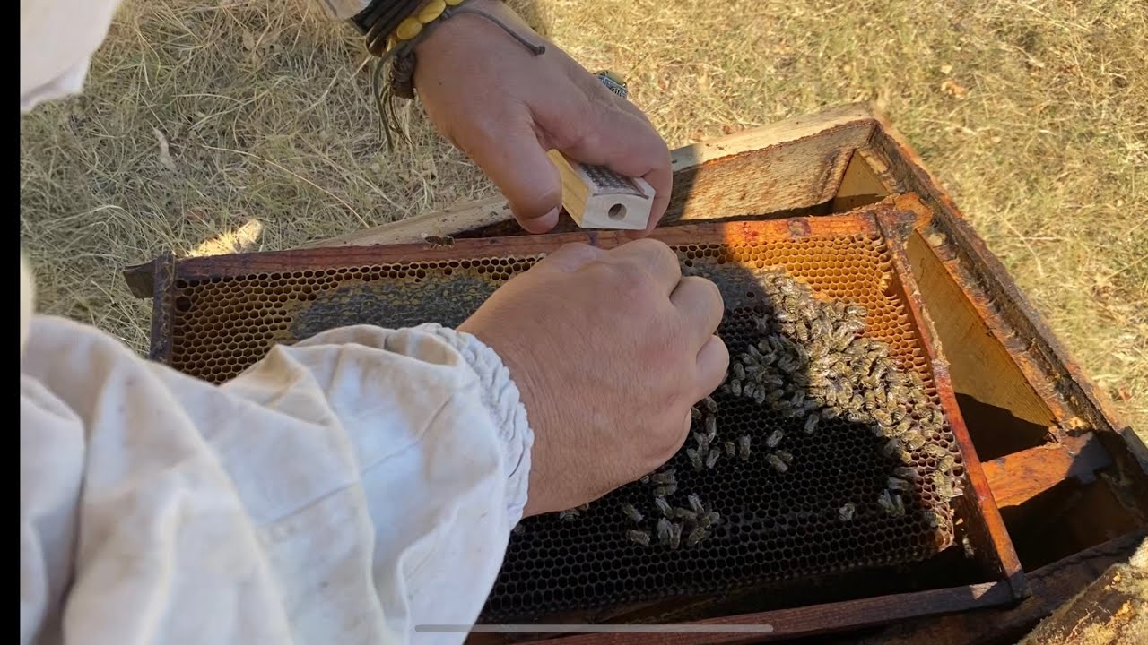 Damızlık anaarı nedir normal anaarı nedir