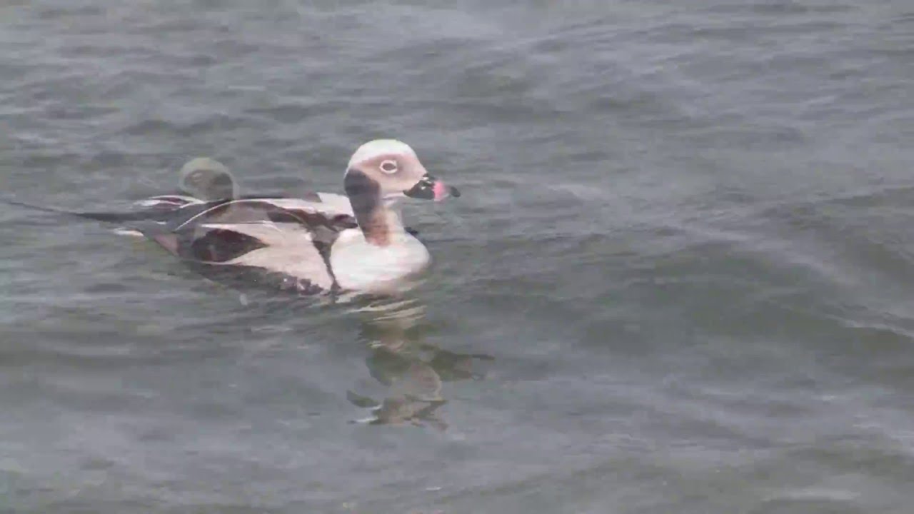 Long-tailed Ducks--Diving, Squawking, Flying--NARRATED