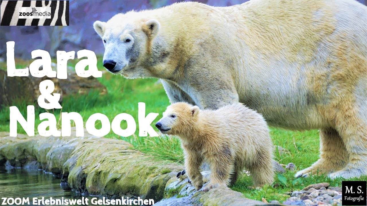 EISBÄRBABY in Gelsenkirchen 😍 Nanook entdeckt die ZOOM Erlebniswelt | zoos.media