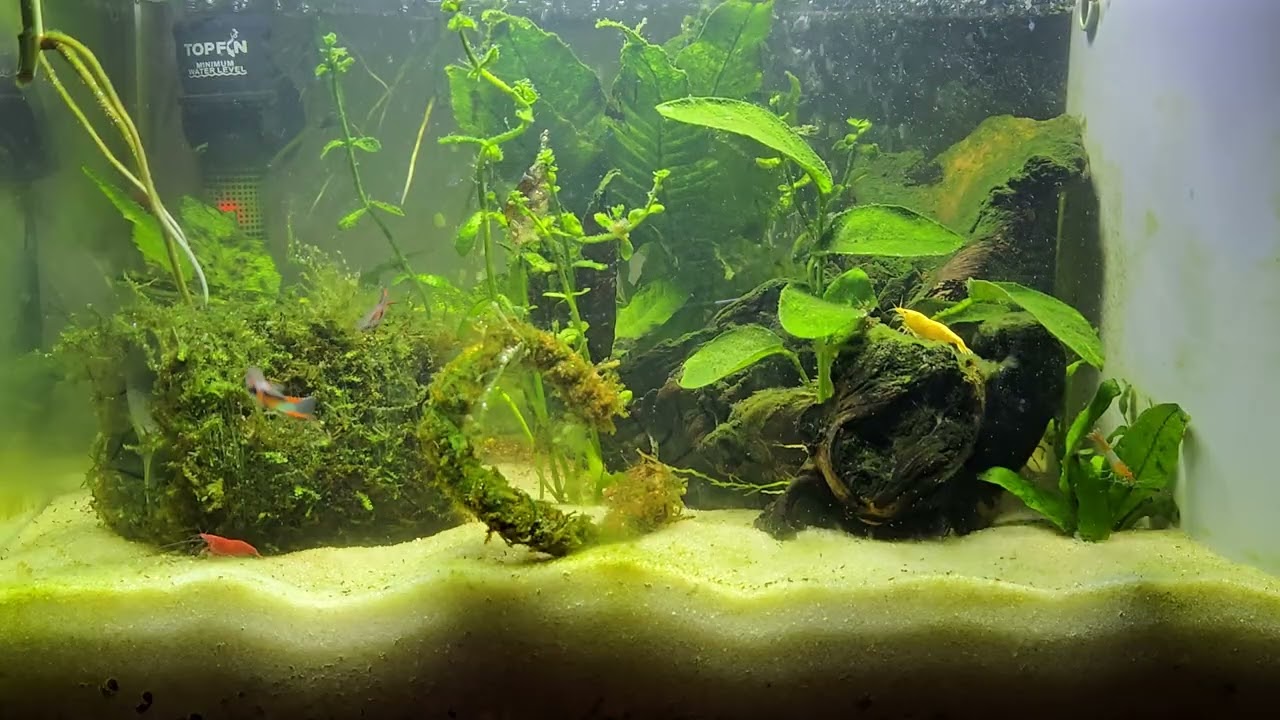 5 Gallon Shrimp Tank