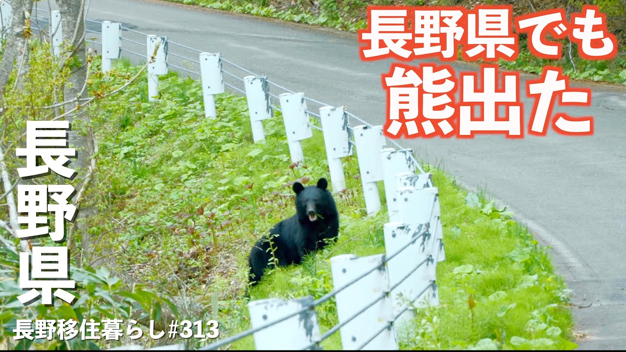 【長野移住】今年は長野県も熊が多いという事で・・・出ちゃいました!!｜秋山郷｜切明温泉｜志賀高原｜ドライブ｜田舎暮らし｜長野県｜4K