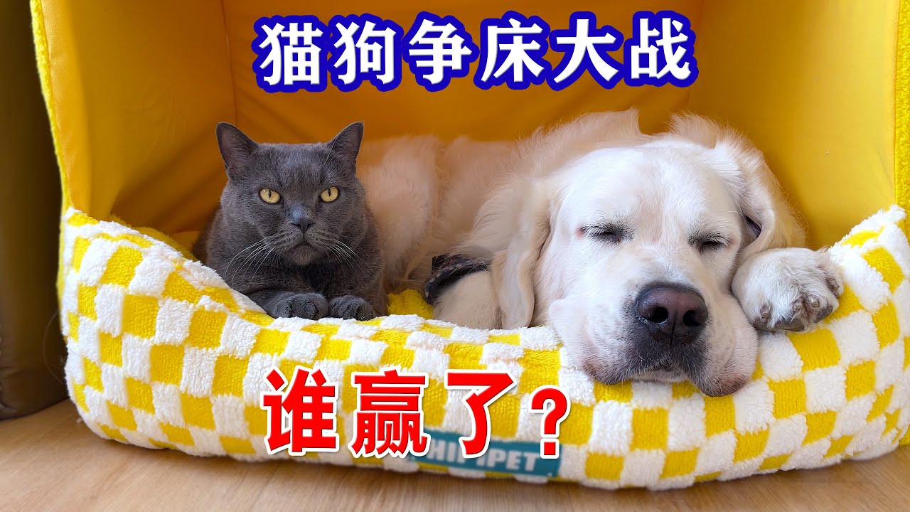 冬天一到，猫就成了狗皮膏药...