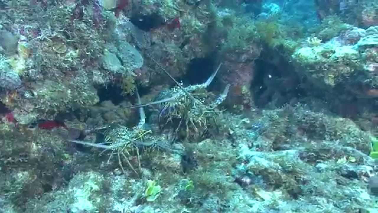 Ballade sous-marine en Guadeloupe