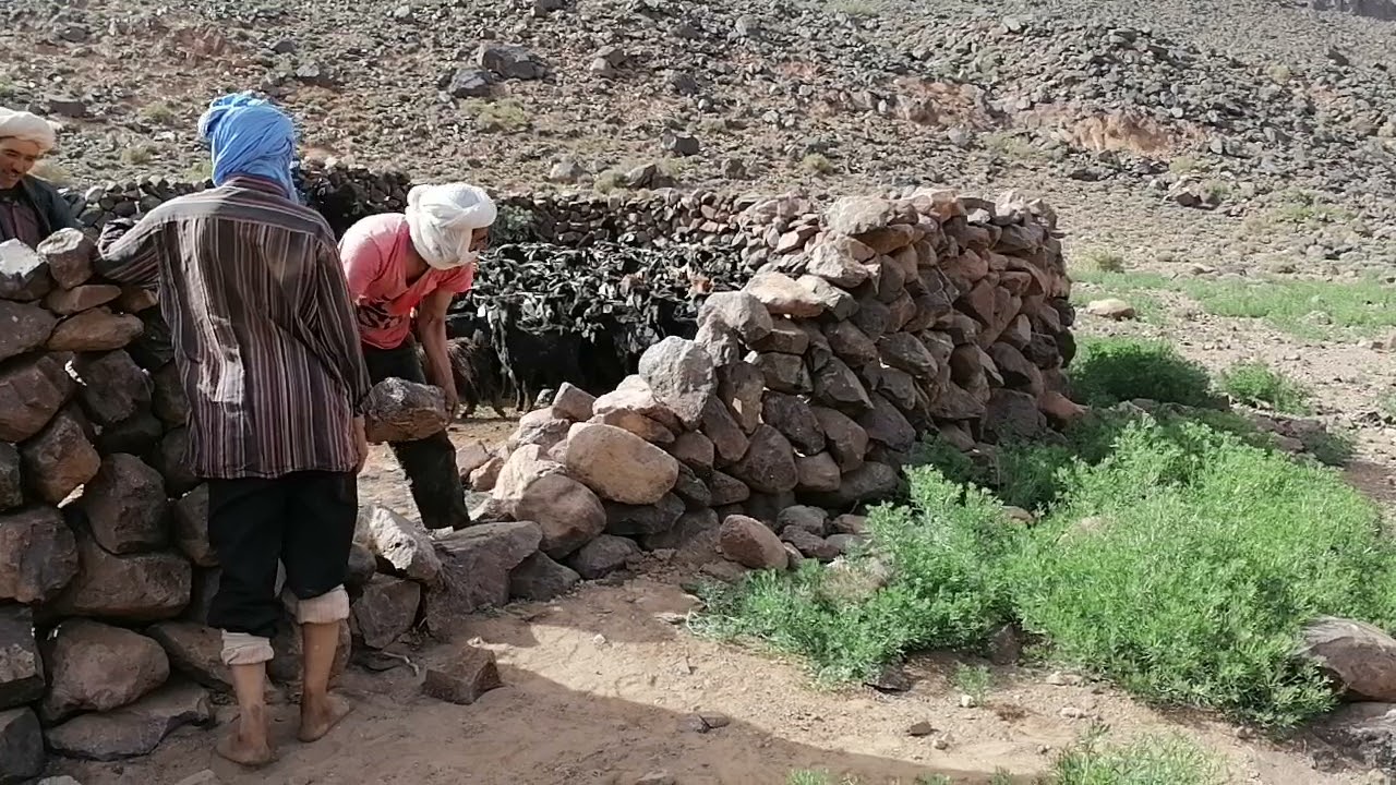 المقطع الأخير من عملية تالوسي وإطلاق الماعز للرعي.