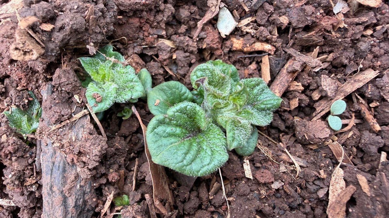 Jim Miller’s Garden 3/8/26 Late Winter Garden Walkthrough 