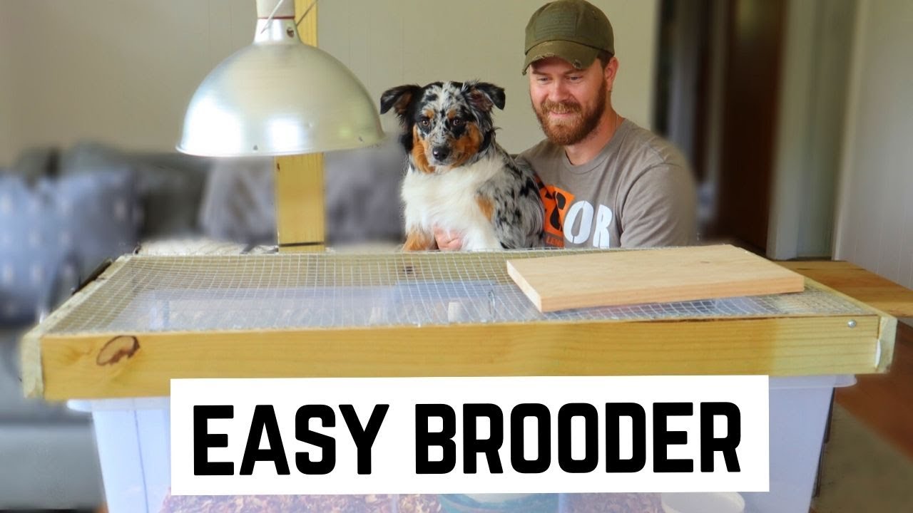 DIY Cheap and Easy Quail Brooder with Automation Features