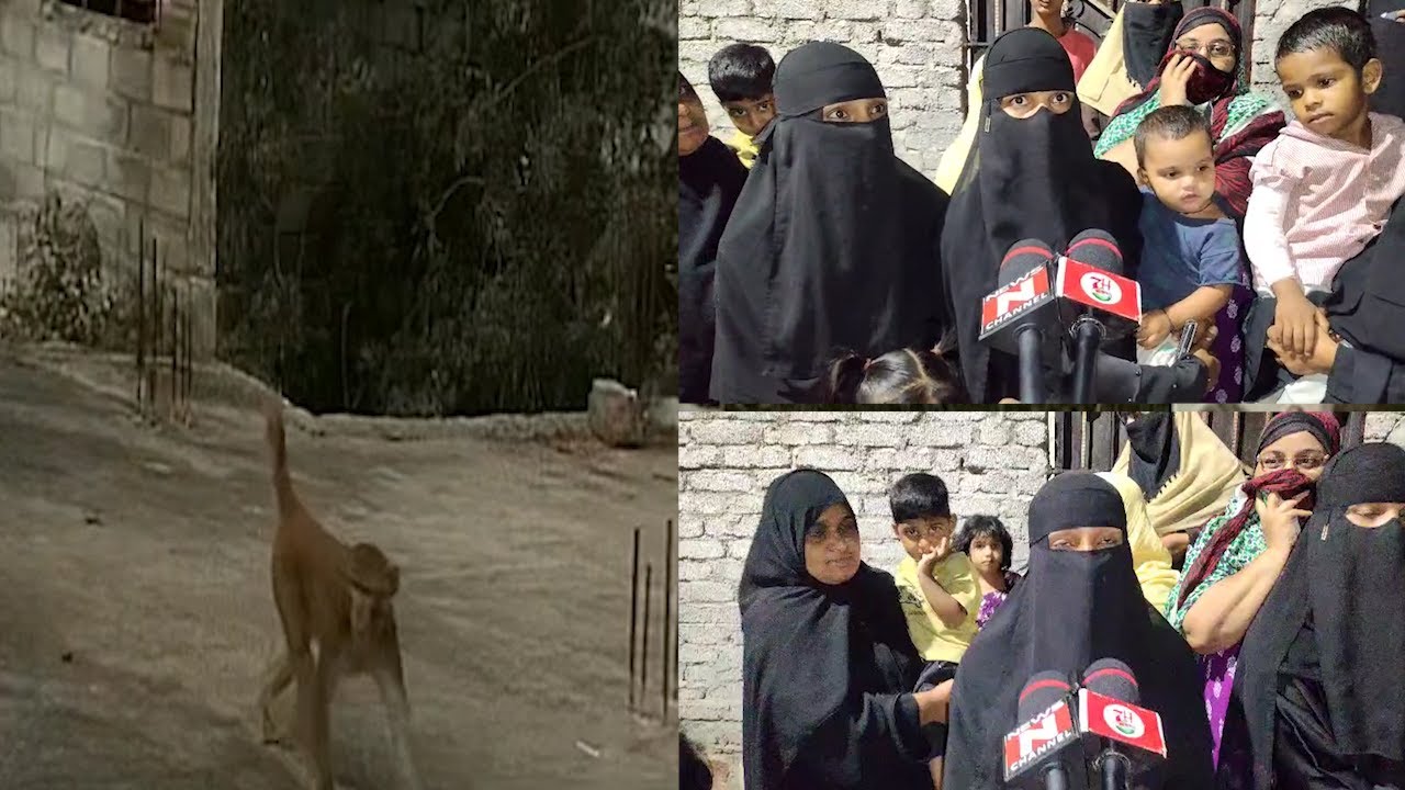 Bandar Se Awam Hai Pareshan | Chote Bacho Ko Kaat Diya Bandar Ne | 7h Tv News |