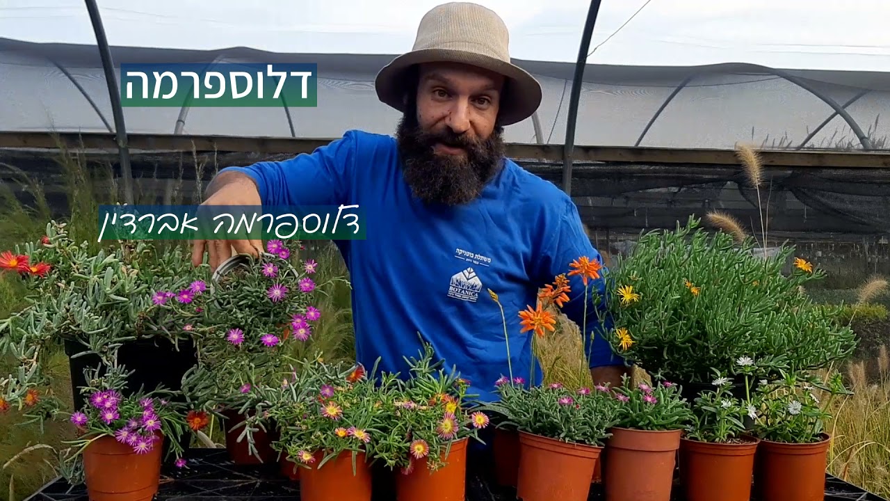 צמחים סוקולנטים שפורחים רוב ימות השנה
