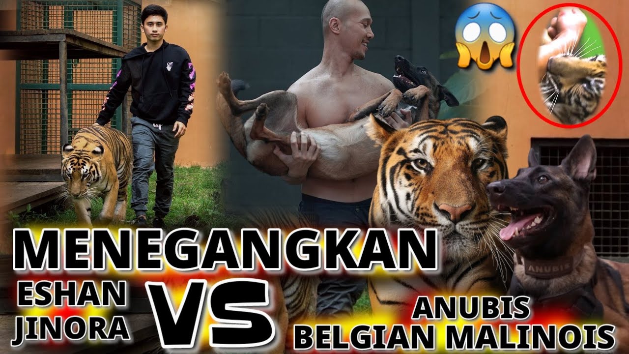 ESHAN JINORA ALSHAD AHMAD KETEMU ANUBIS BEEMZ ARYO, HARIMAU VS ANJING THE GOLDEN FAMILY
