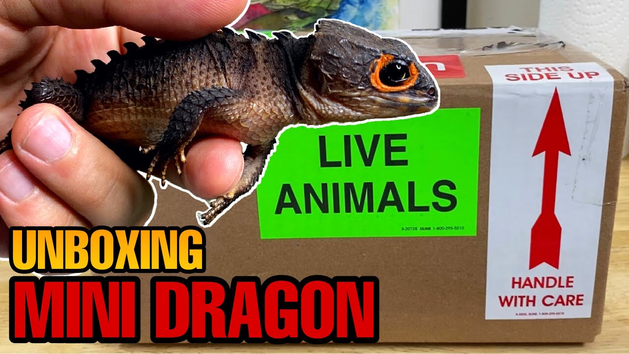 UNBOXING MY NEW MINI DRAGON! RED-EYED CROCODILE SKINK UPDATE!