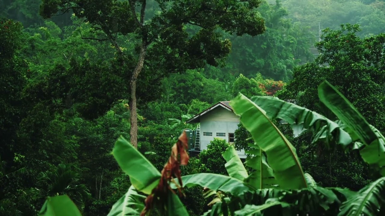 Rainforest Thunderstorm Sounds White Noise | Sleep, Study, Insomnia Relief | 3 Hours