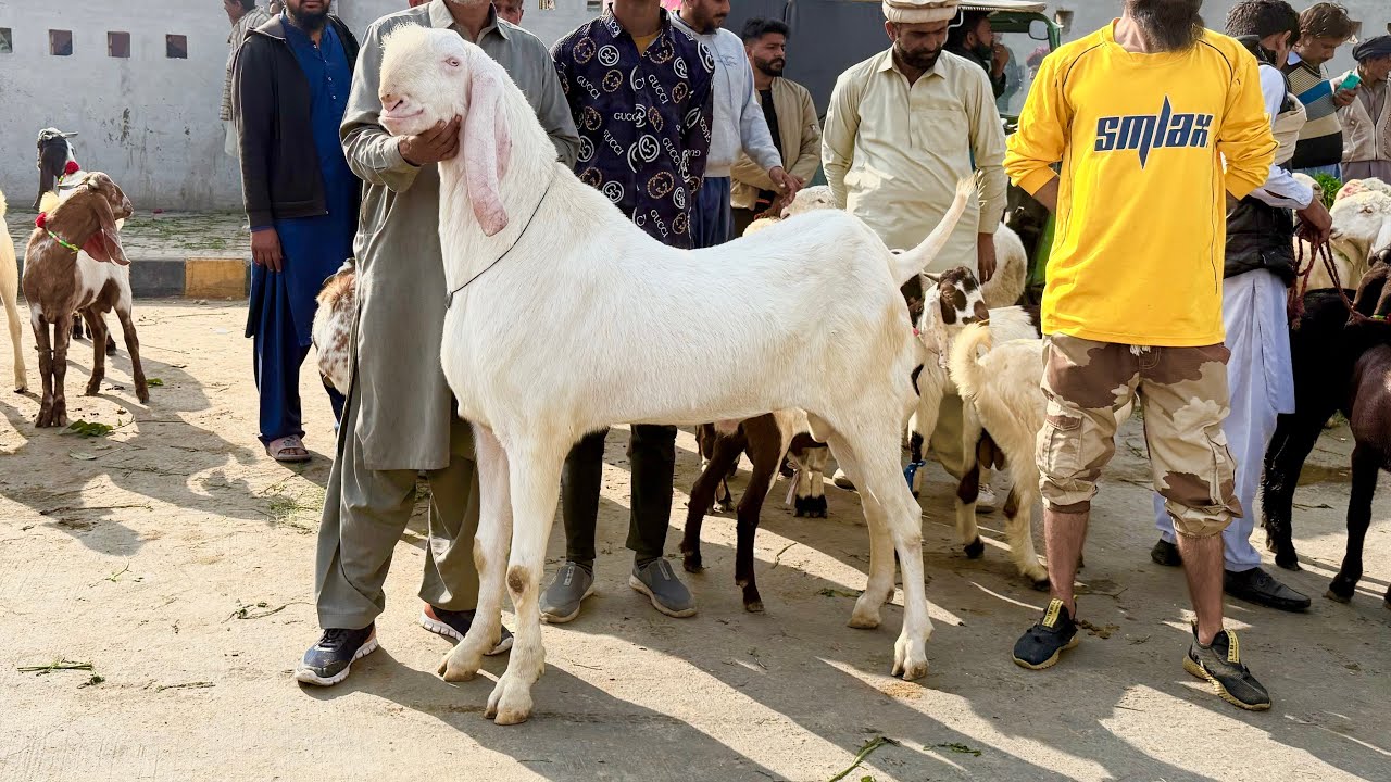Wednesday Update Lahore Mandi Shahpur Rajanpuri Makhi Chena Bakre Mazhar Biba Official 