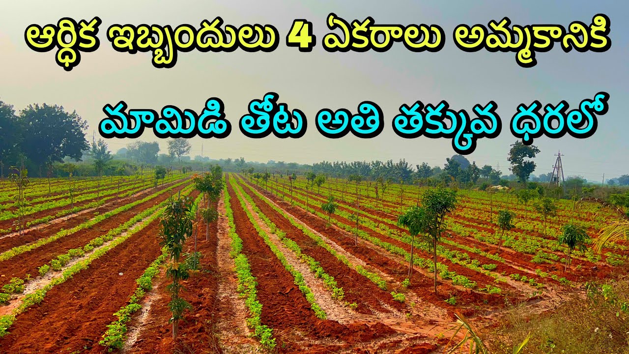 2026 డబ్బులు రెట్టింపు చేసే మామిడి తోట సేల్‌కు 🍋🌳 low cost budget mango farm sale near Macherla￼