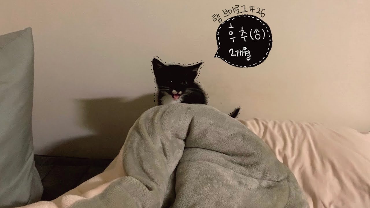 햄 브이로그 | 고양이 입양하던 날 vlog 🐈‍⬛ | 포인핸드 고양이 입양