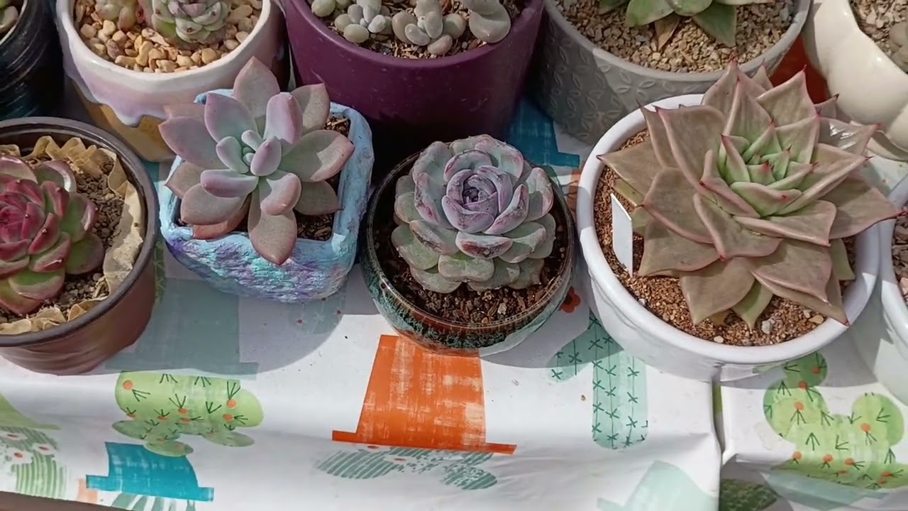 Pequeño Tour y Trasplante de Coreanas 😍