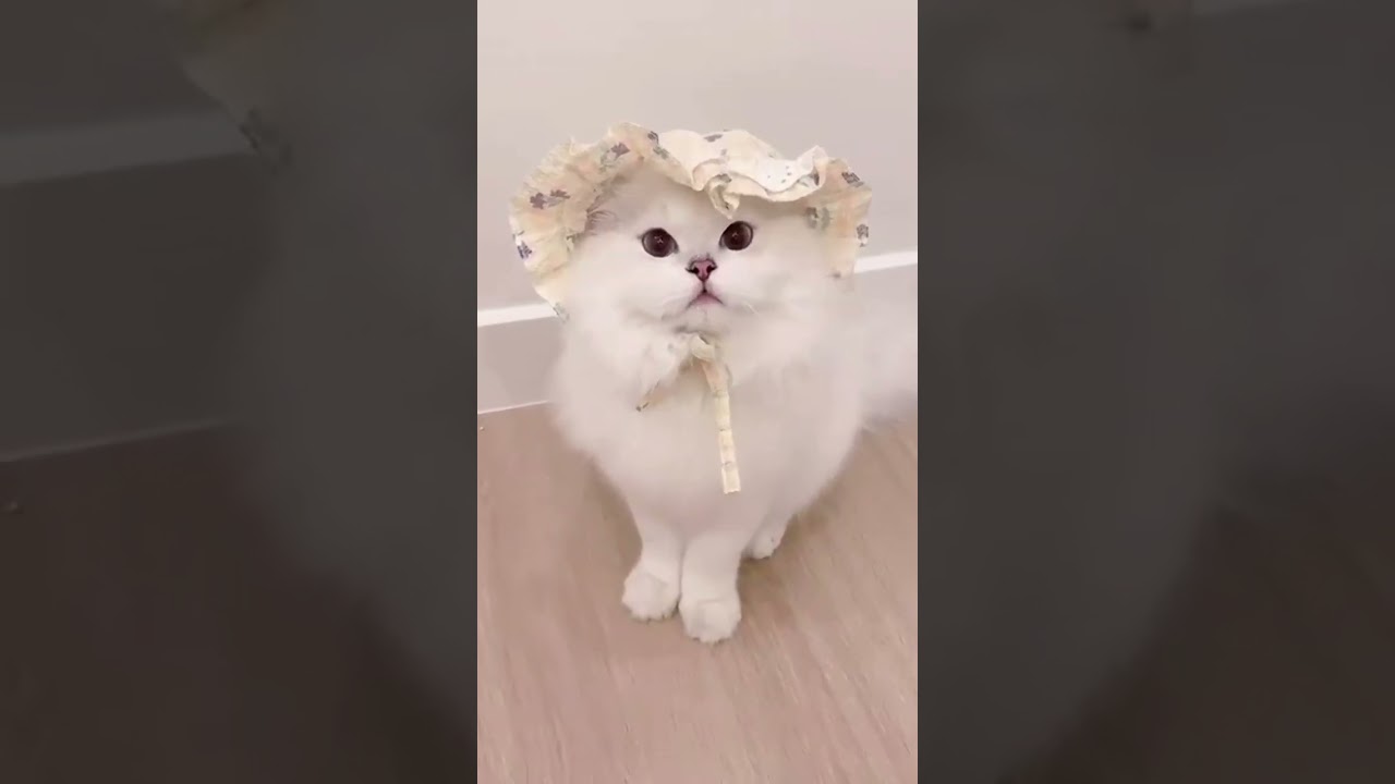 Cats Being Chaos Goblins In 60 Seconds ✨ 😺 