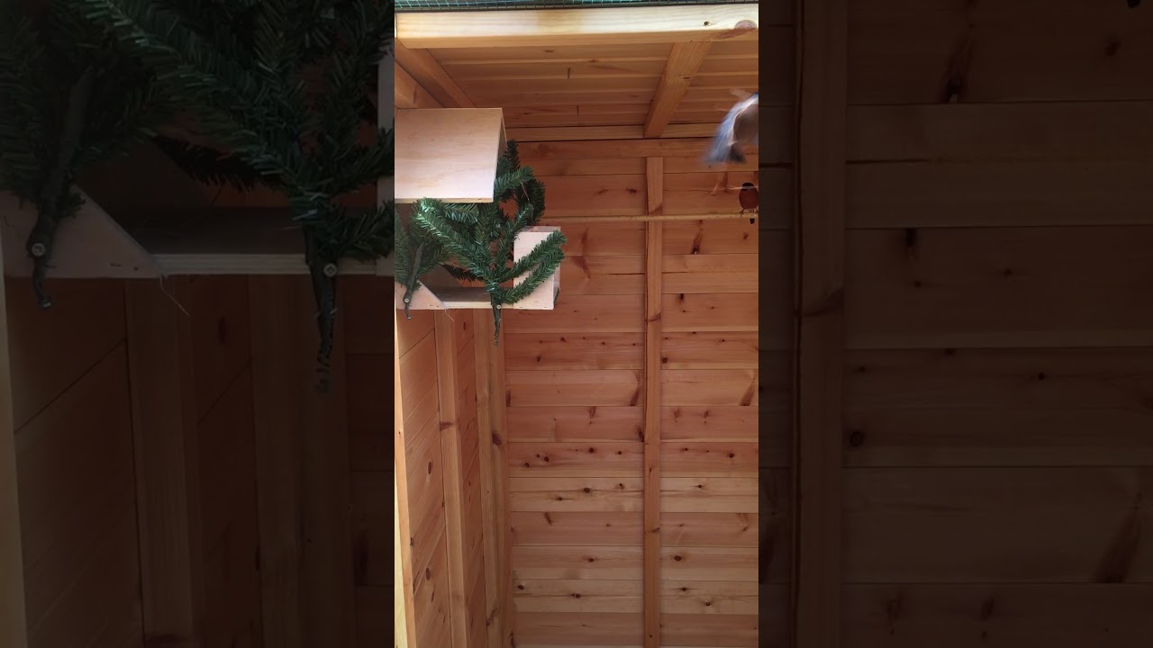 Native Bullfinches building a nest