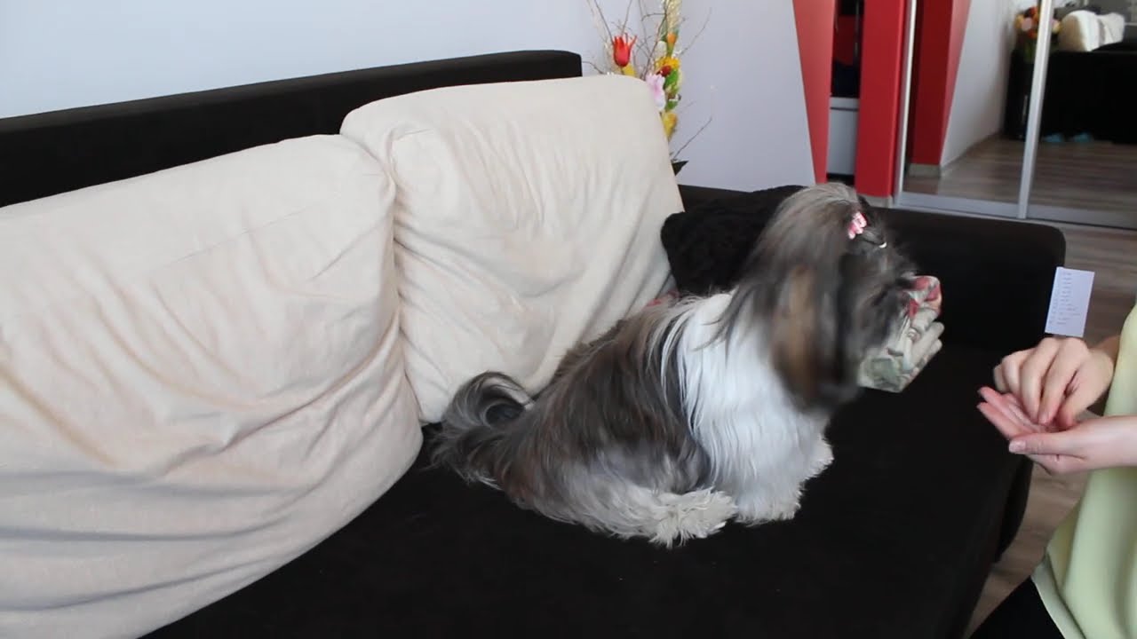 TOP 10 sztuczek dla psa &ndash; Shih-tzu Arya m&oacute;wi MAMA i pokazuje 12 niesamowitych sztuczek!