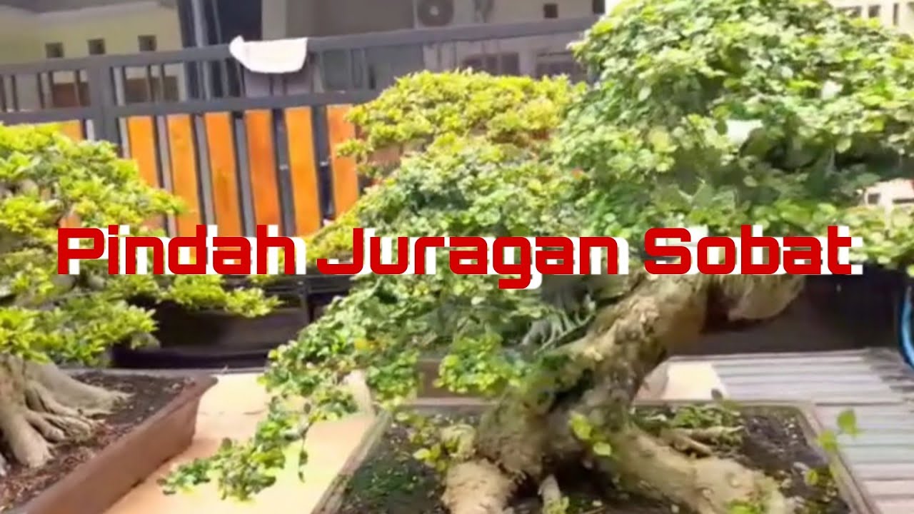 Pindah Juragan Sobat
