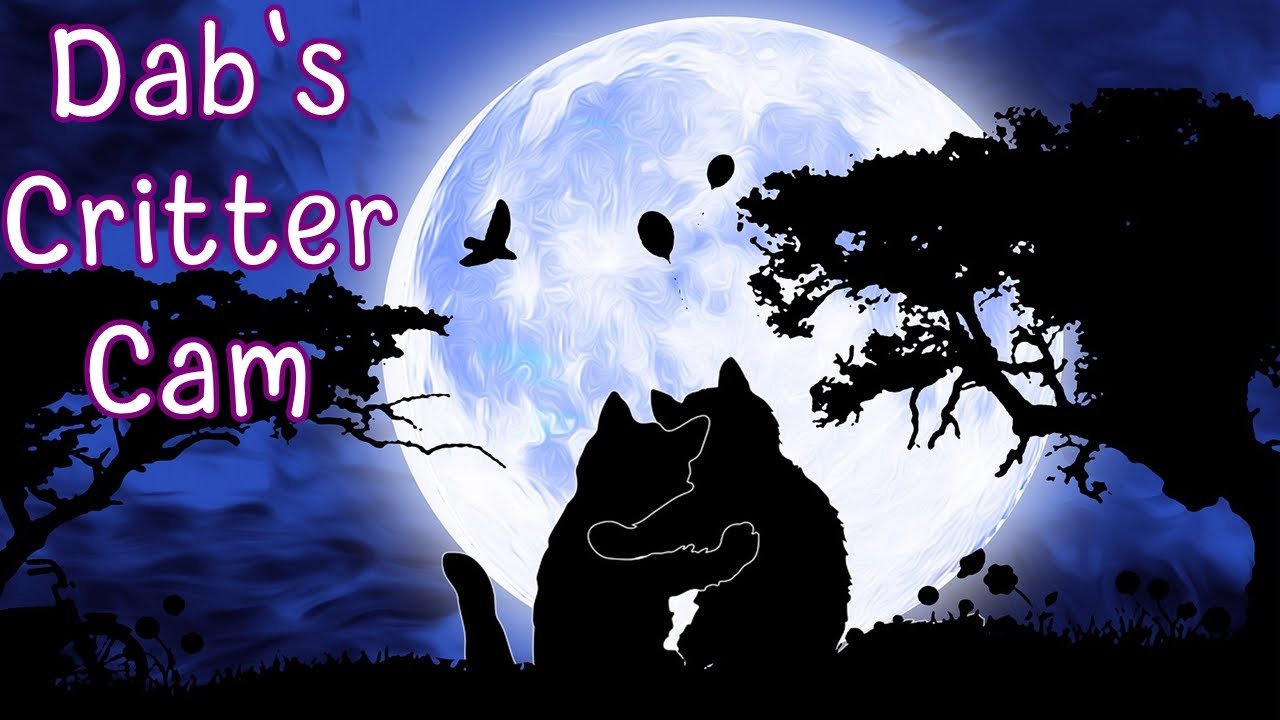 Dab's Night Critter Cam & Chill Music - Darker Cat & Multi Colored Cat