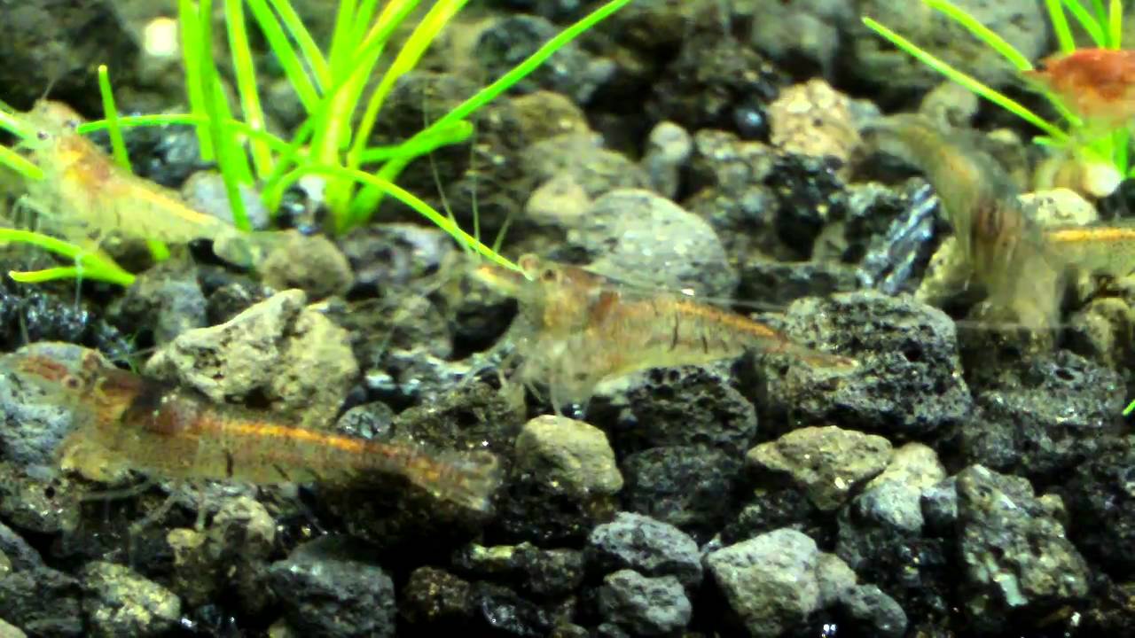 Malawa Shrimp's leg stuck to piece of EcoComplete?