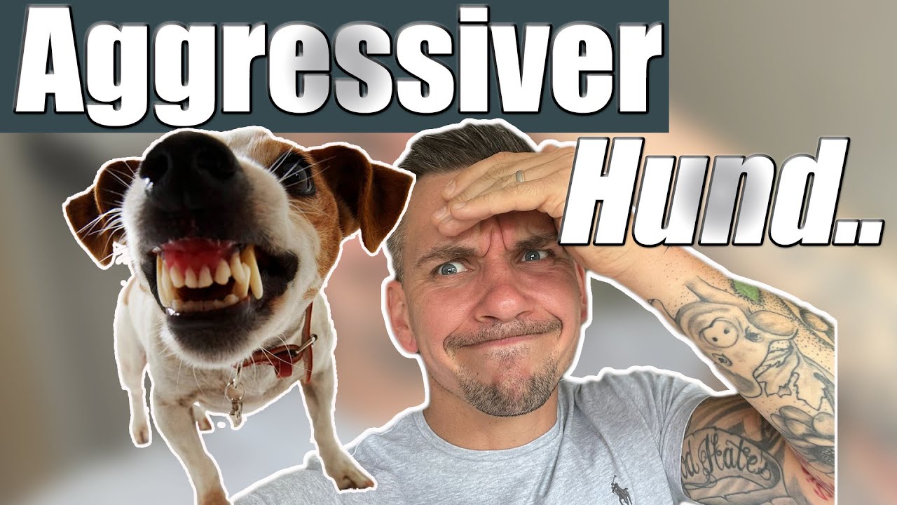 Aggressive Hunde - DAS musst du WISSEN!