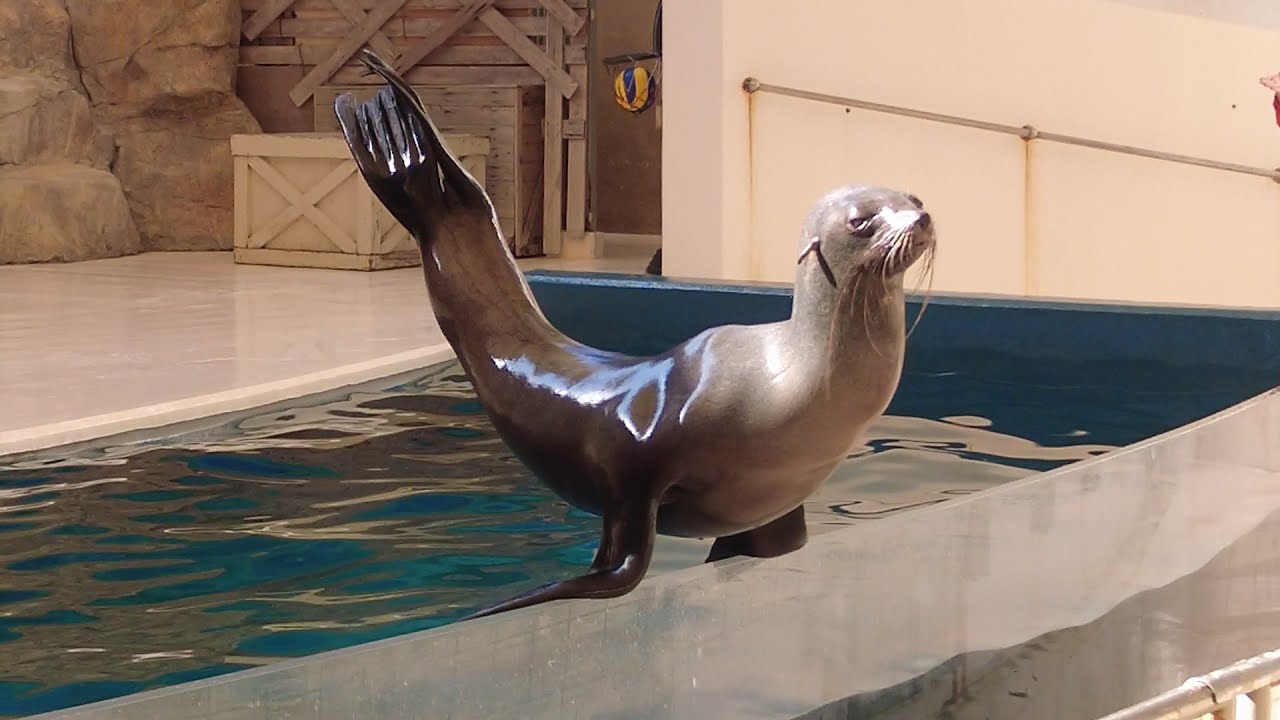 アシカショー　鳥羽水族館　21.01.14
