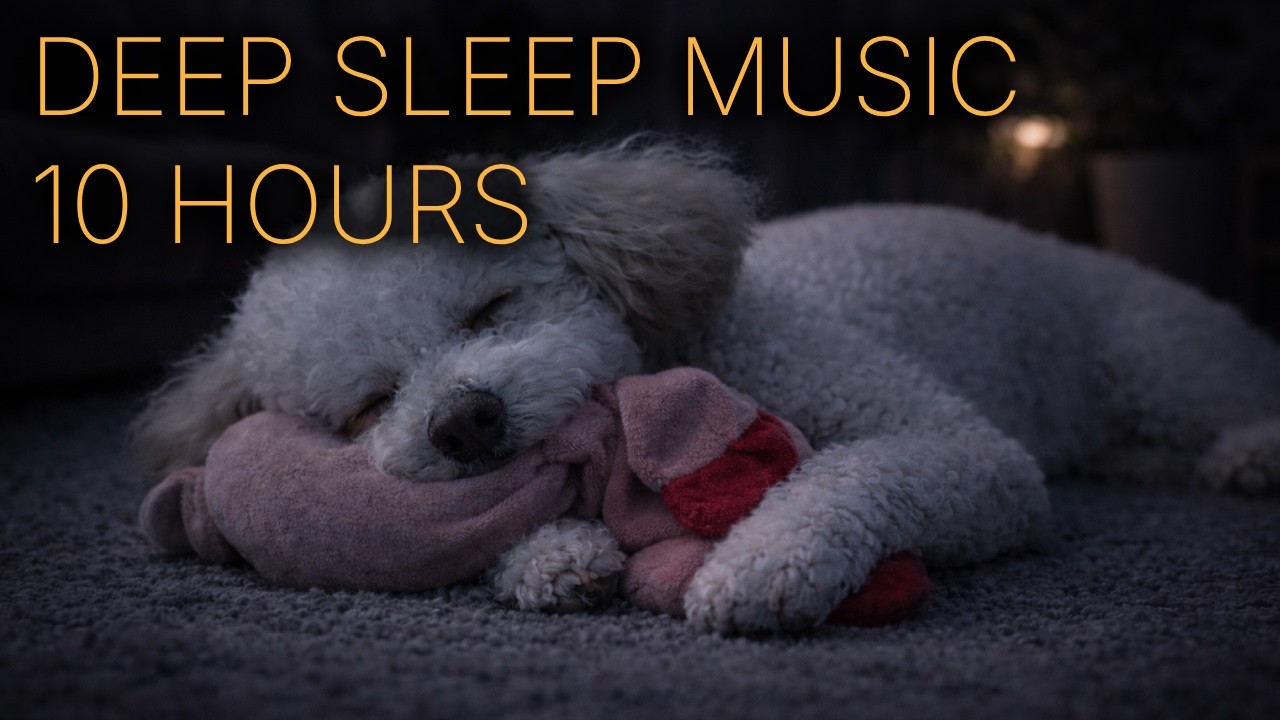 Soothing Music For Dogs 🐶💤🐷 | 10 Hours • Cozy Piano Music Night
