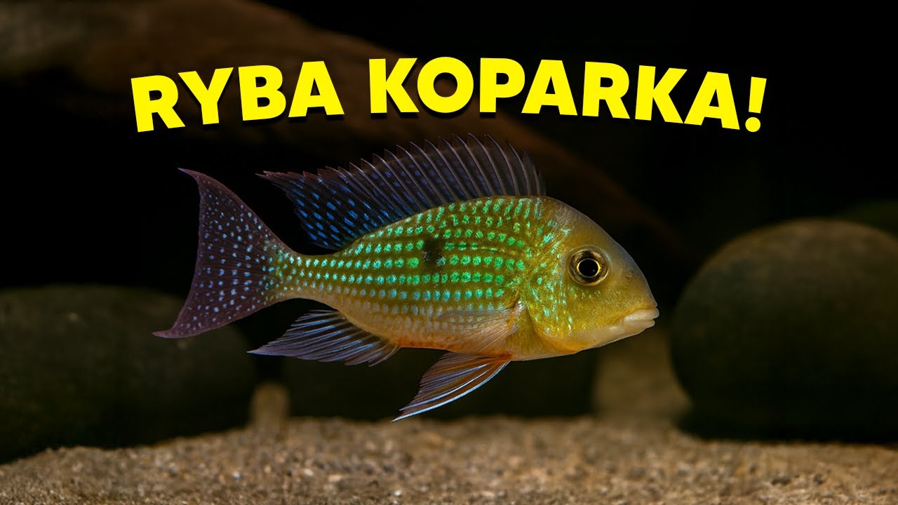 ЗЕМЛЕТОК - РЫБА, КОТОРАЯ ВЫКОПАЕТ ВСЕ!