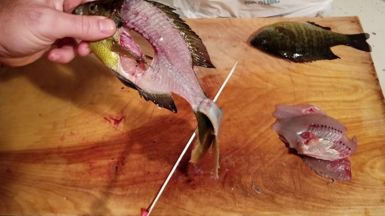 The Quickest Way to Fillet Bluegills and Sunfish