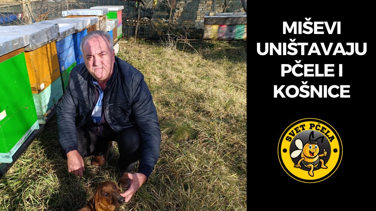 Ko pravi velike štete u pčelinjaku? Pčelarstvo 2024