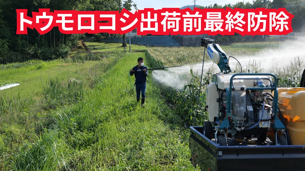 トウモロコシ最終防除21/7/11＃1271