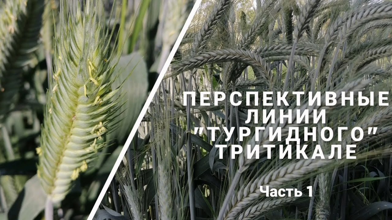 Тургидное Тритикале 