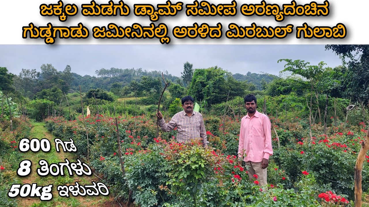 Successful merabul ROSE cultivation on a hilly terrane near Jakkalamadagu Dam