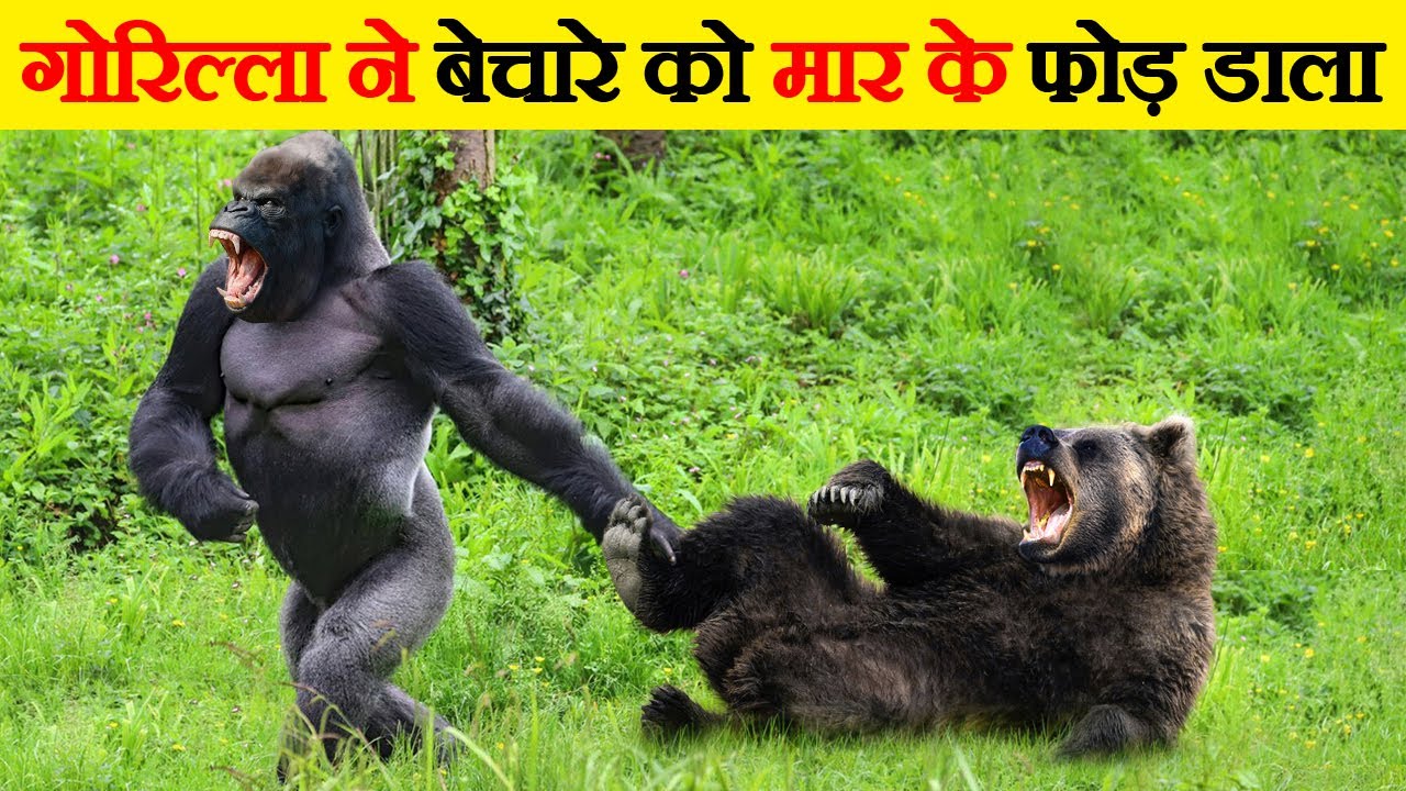 BLACK BEAR और GORILLA में किसकी होगी जीत? | BLACK BEAR VS GORILLA - Who Will Win?