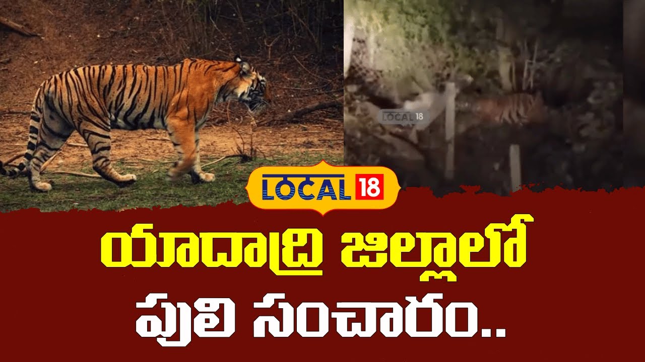 Yadadri on High Alert as Tiger Movement Reported | యాదాద్రి జిల్లాలో  పులి సంచారం.| #local18V