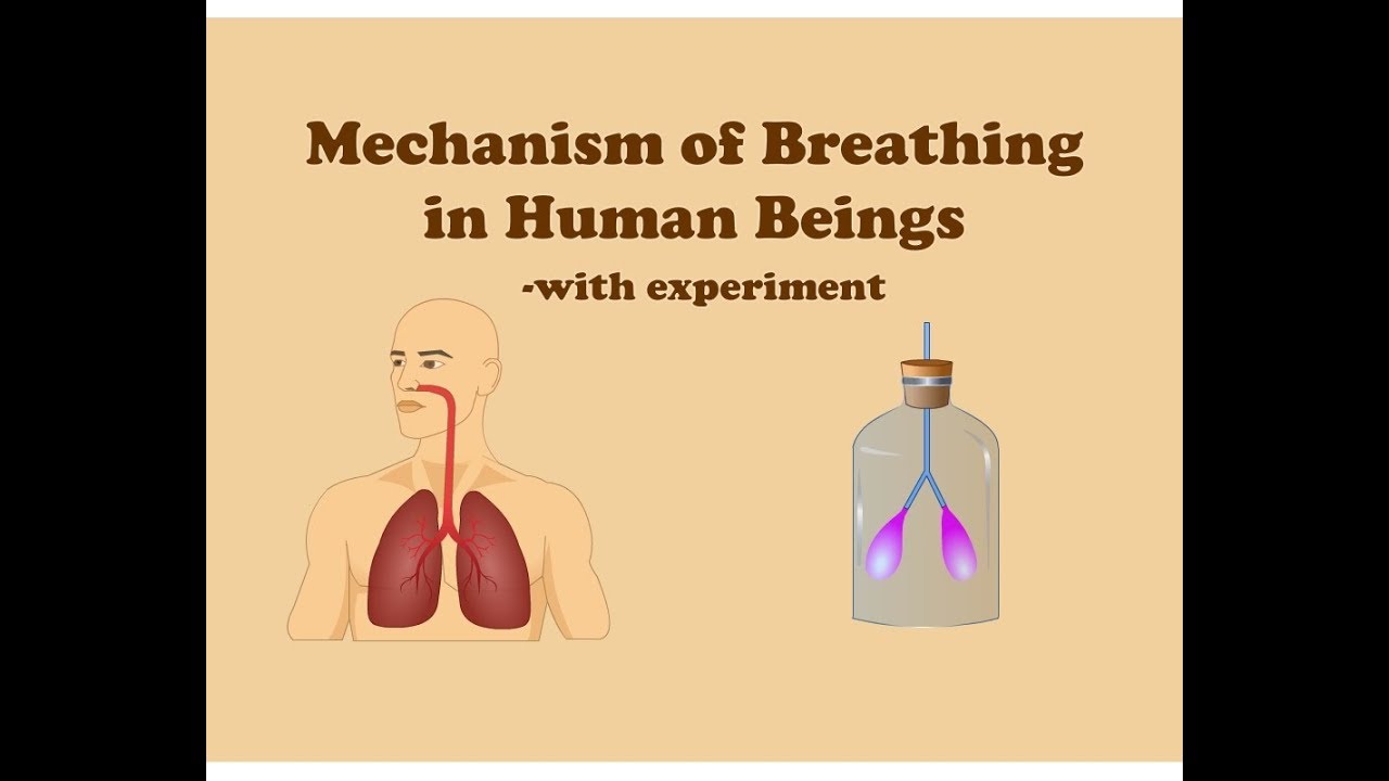 Mechanism of Breathing in Human Beings with Simple Experiment