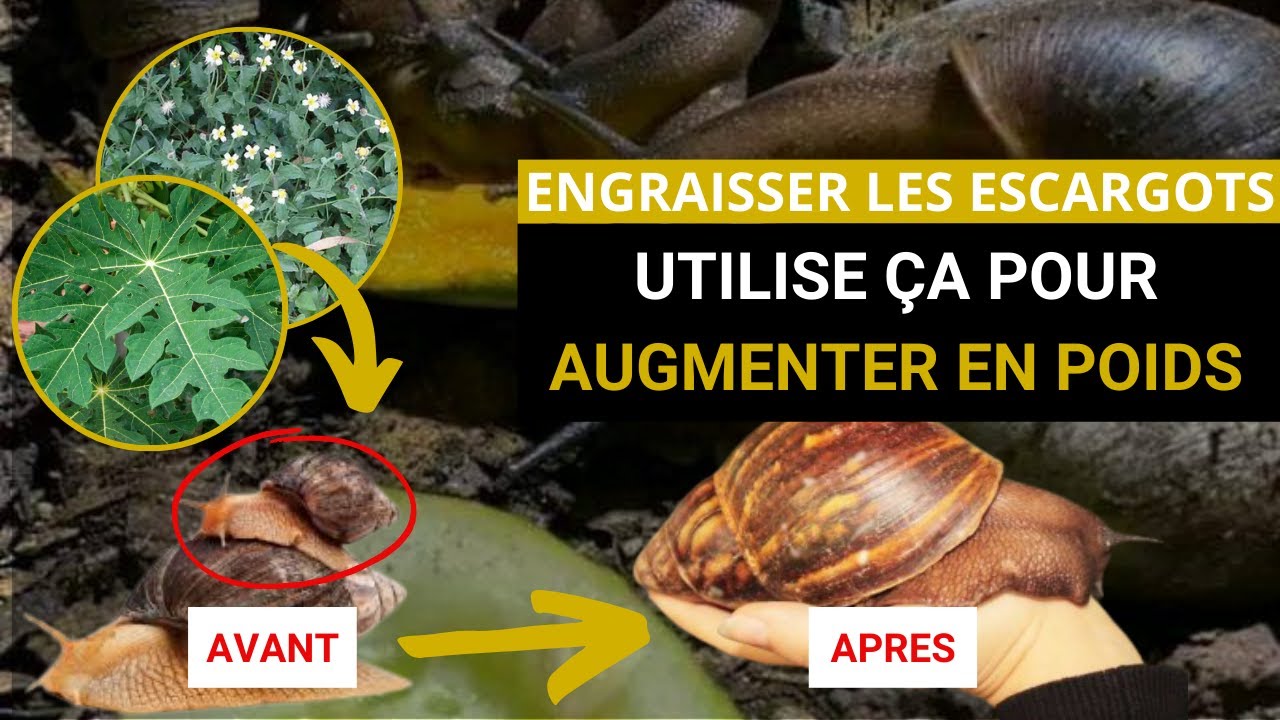 5 Feuilles Efficaces à utiliser pour bien Engraisser les Escargots Géants D'Afrique