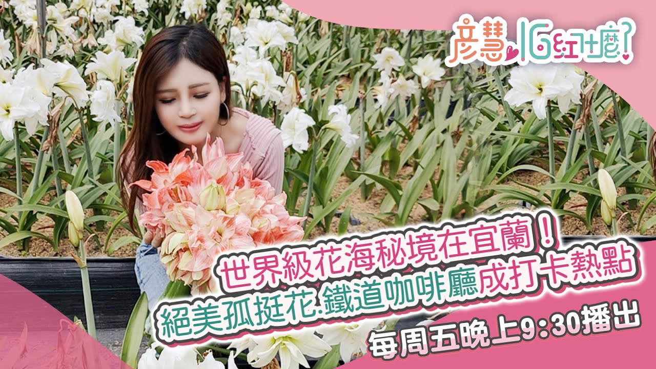 【彥慧IG紅什麼】世界級花海秘境在宜蘭！絕美孤挺花、鐵道咖啡廳成打卡熱點｜三立新聞網 SETN.com