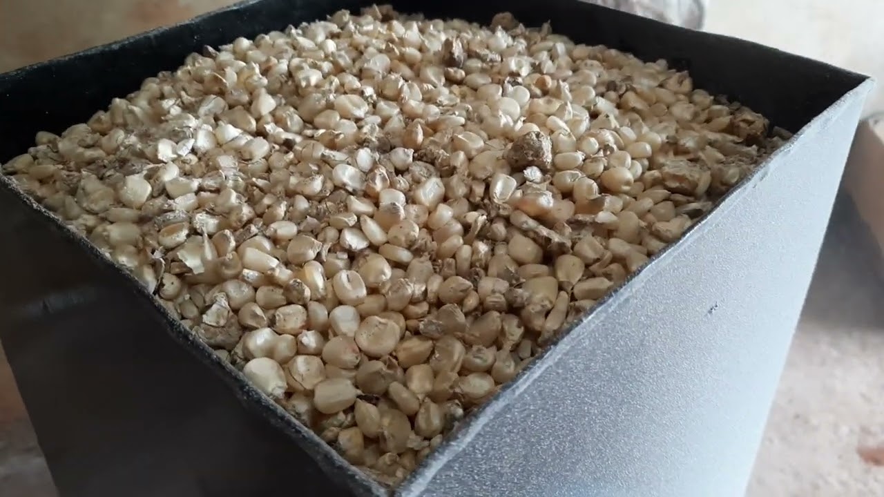 Chicken feeds from home using a simple Maize Crushing Machine