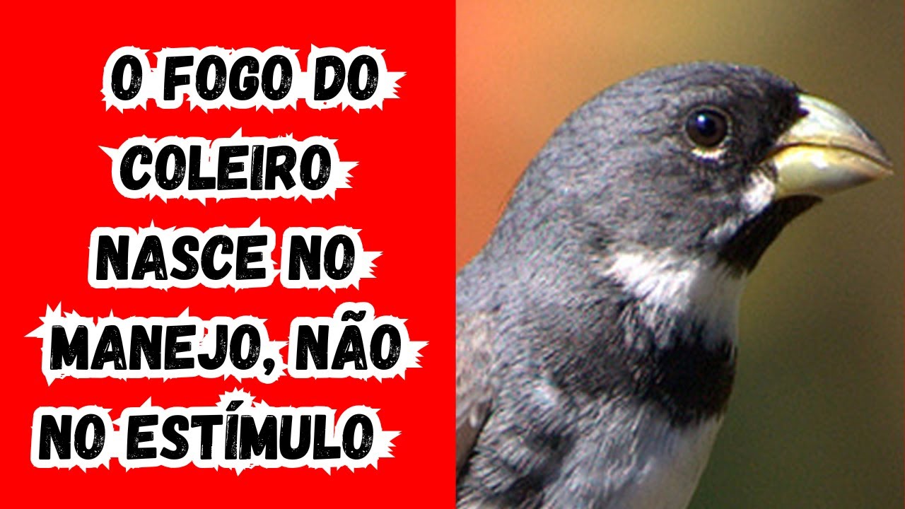 Como Fazer o Coleiro FOGUEAR de Verdade (Sem Pressão e Sem Erro)