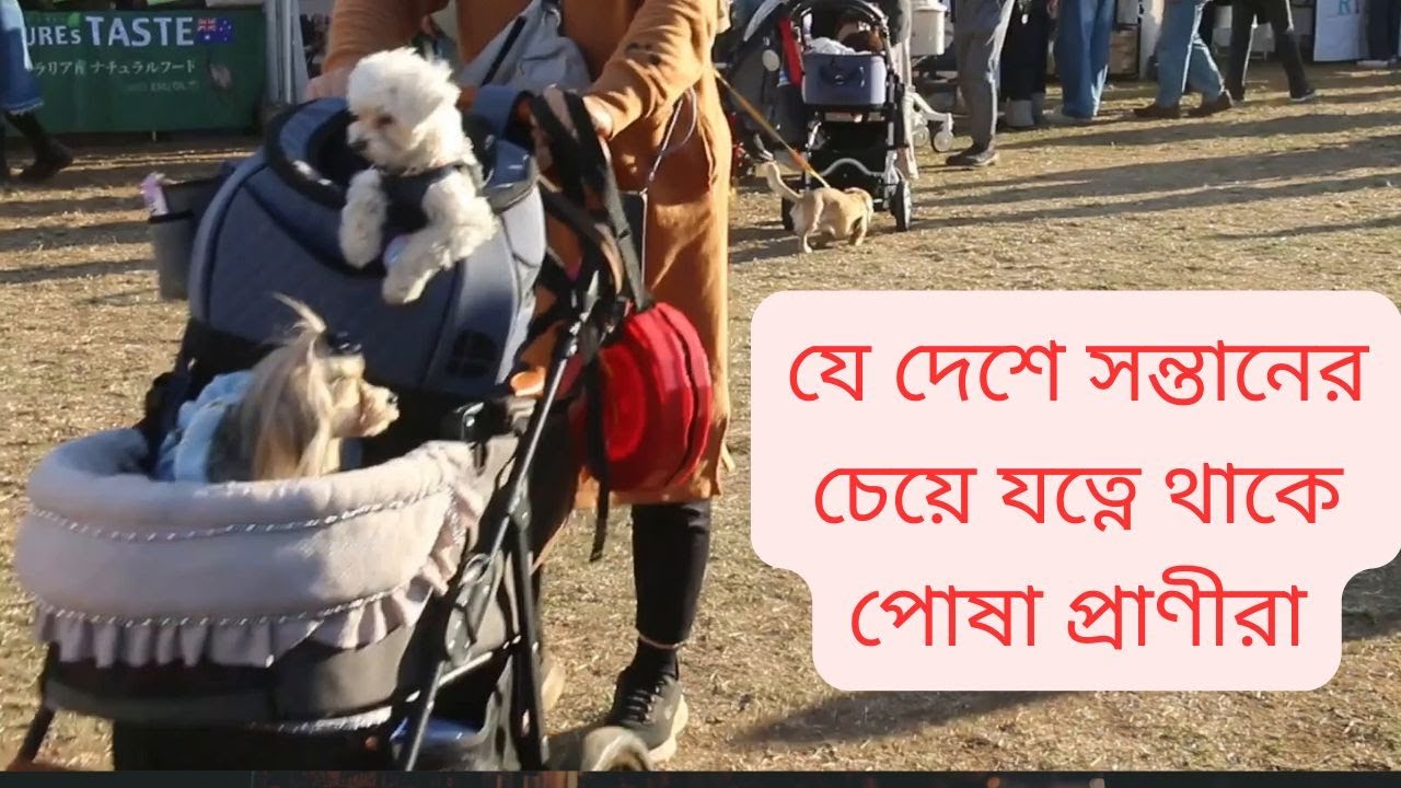 যে দেশে সন্তানের চেয়ে যত্নে থাকে পোষা প্রাণীরা।। Tokyo Dog Festival