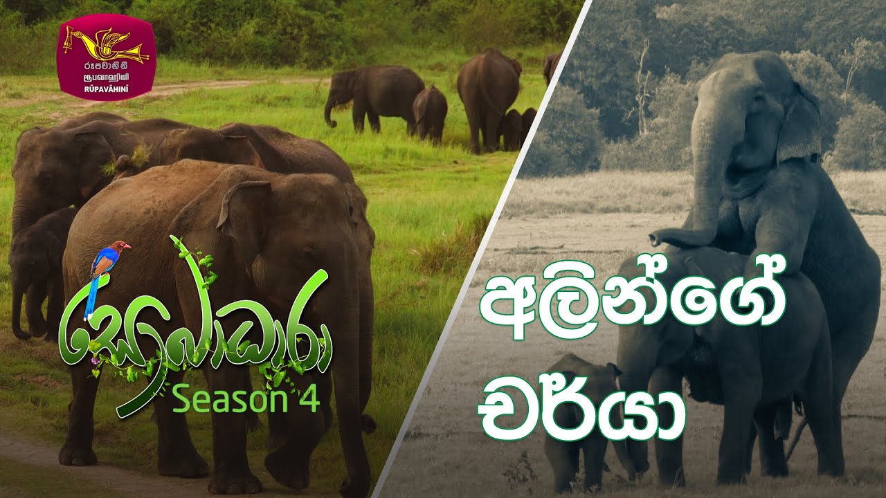 Sobadhara - Sri Lanka Wildlife Documentary | 2020-09-11 | Elephant's behaviour (අලින්ගේ චර්යා)