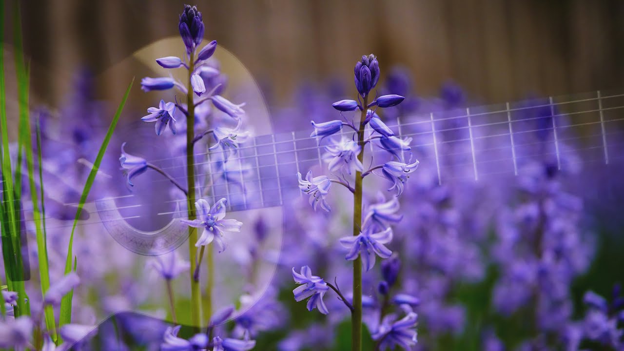 Ian Cameron Smith - Bluebell River