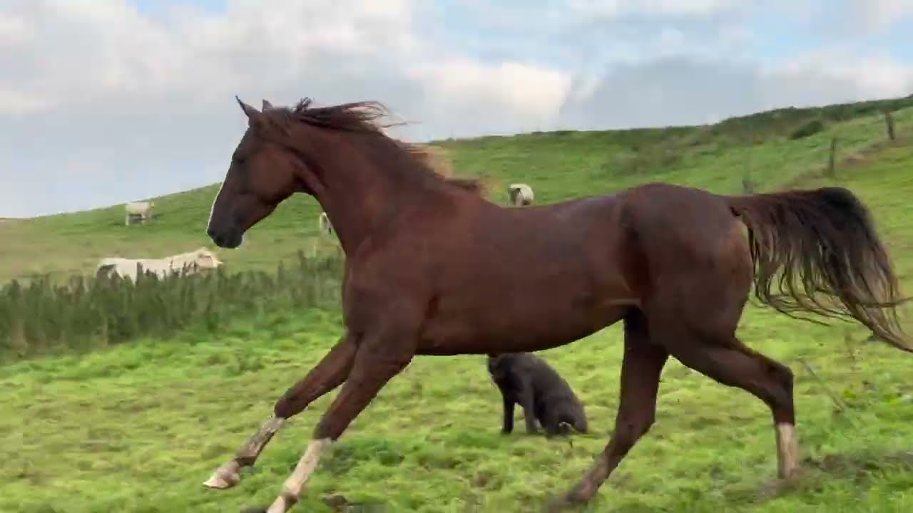 Gaudi auf der Wiesn American Saddlebred Herde gone wild www.wingwalkerfarm.de