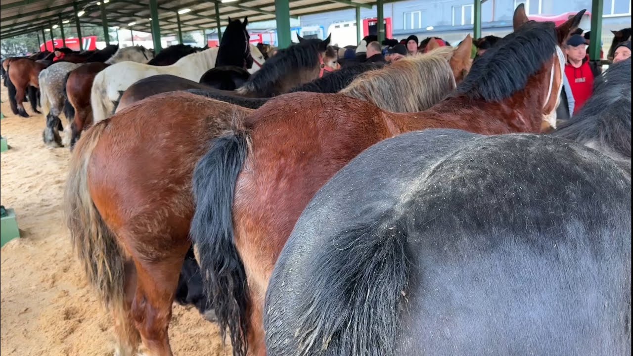 Târg expozițional de cai Skaryszew - Polonia